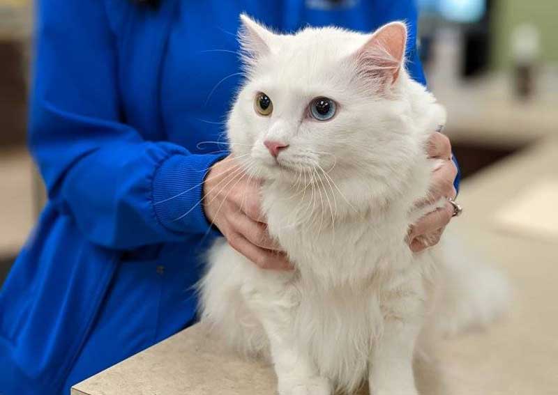 Carousel Slide 4: Cat veterinary visits