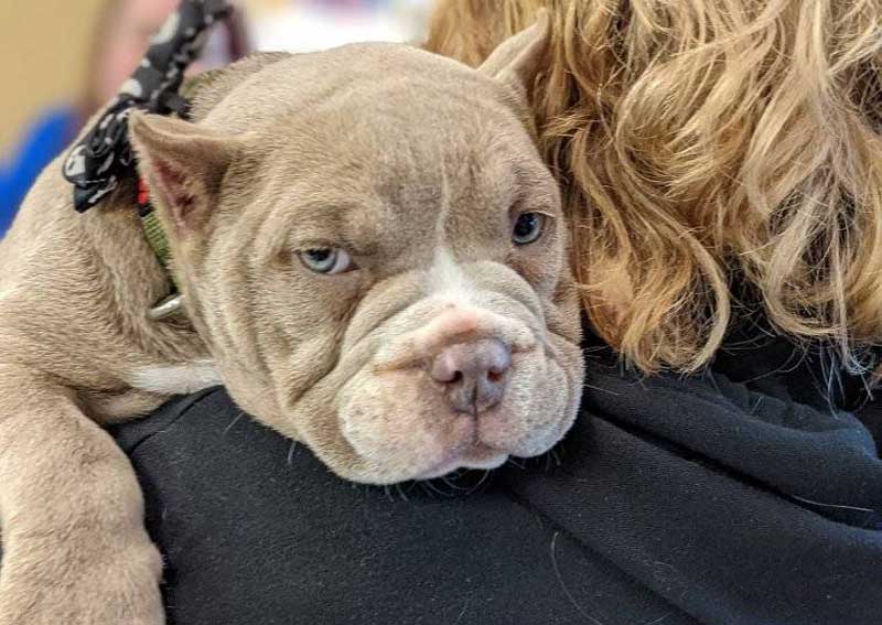 Carousel Slide 3: Puppy exams