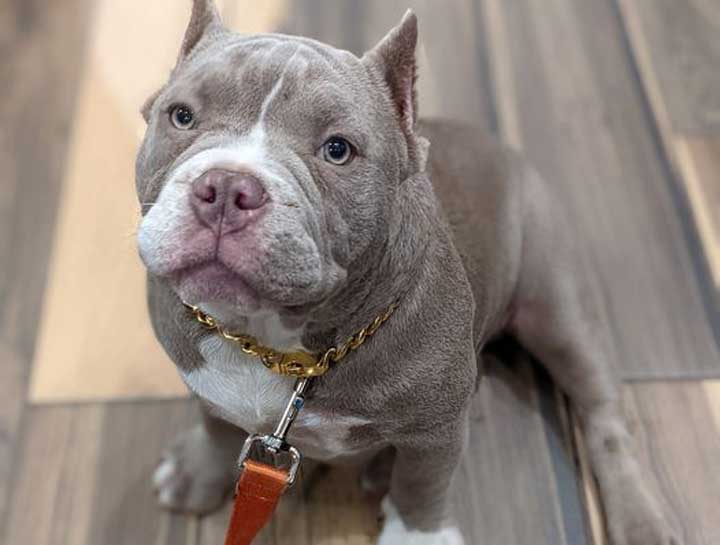 Preventive Care for Dogs