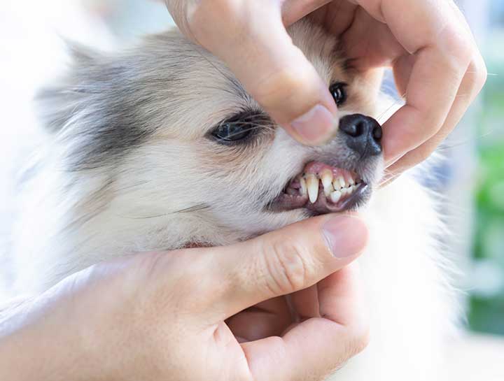 $city Pet Dentist