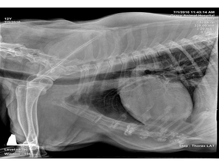 Pet Digital Radiology